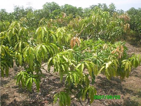 Malaysian Mangoes using Zeolite